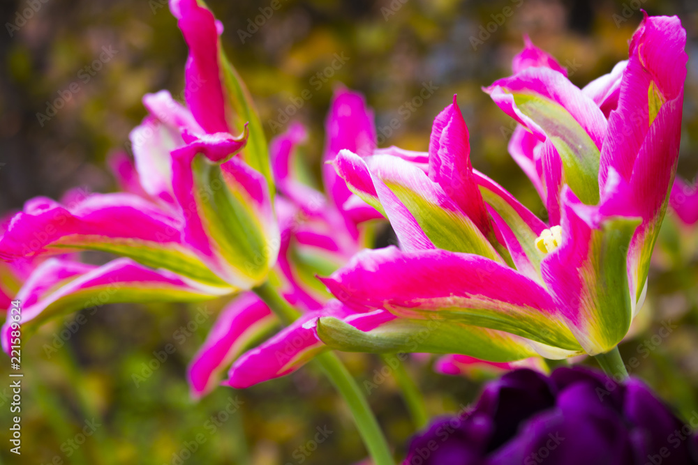 Fototapeta premium purple and pink gift card celebration flowers