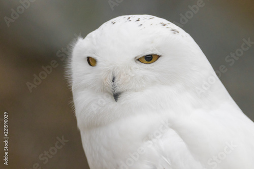 Snowy Owl Portrait