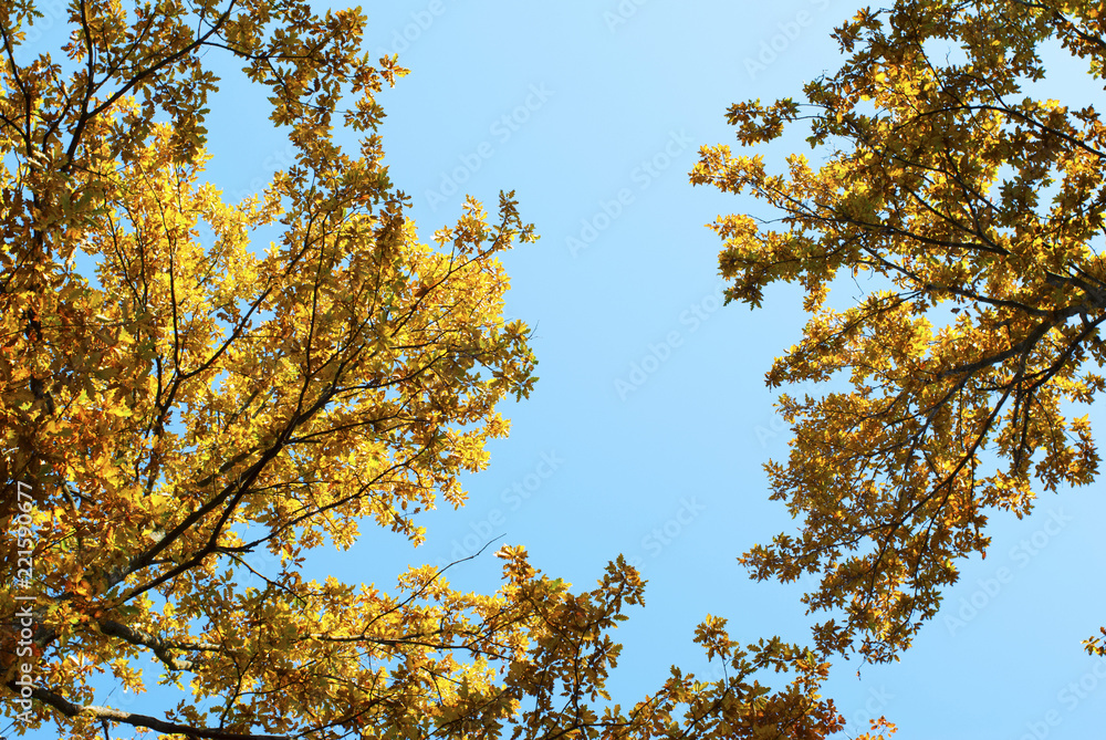 Fototapeta premium autumn forest directly bellow