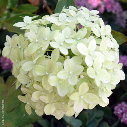 bouquet of flowers on white background