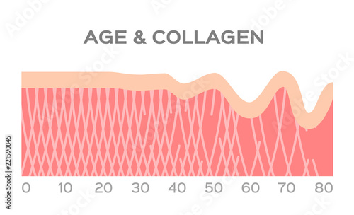 collagen in younger skin and aging graphic vector / age photo