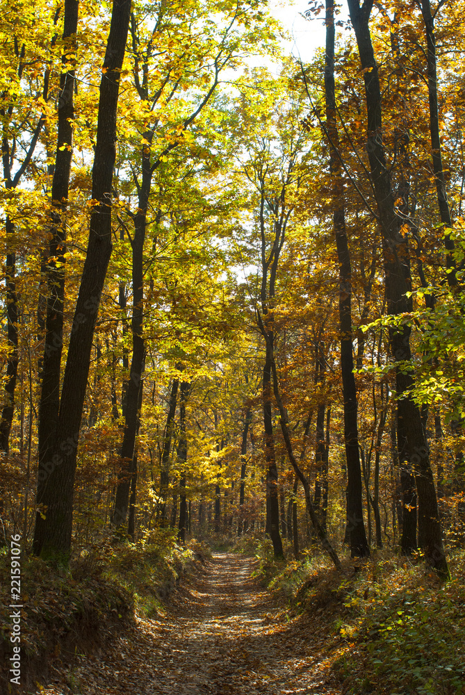 autumn path in a forest