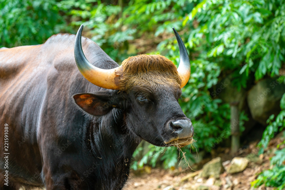 Fototapeta premium bull