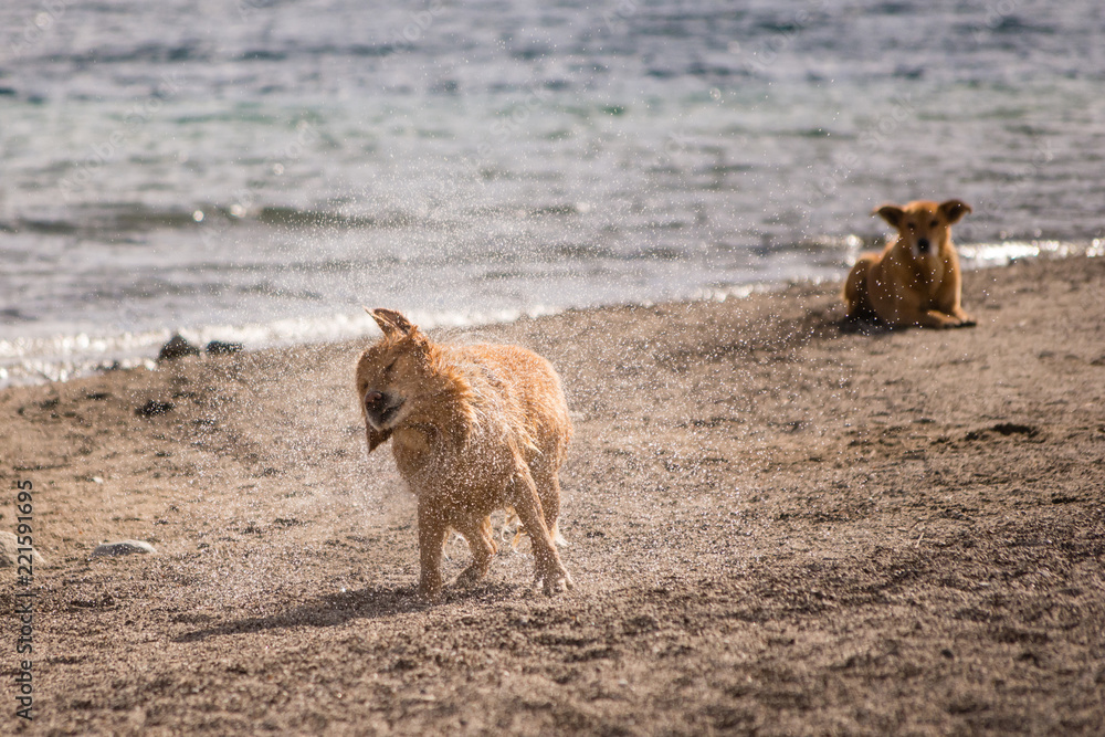Dog shaking water off / With another dog looking from behind. 