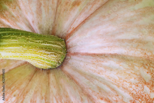 autumn,background,closeup,color,colorful,complete,copy,crop,decoration,diet,dirt,dust,eco,edible,element,fall,food,fresh,garden,green,halloween,harvest,harvesting,healthy,holiday,lawn,natural,nature,n photo