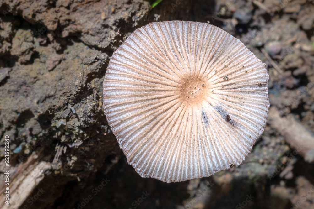 round shaped fungi with nice pattern on the ground. top view. round shaped fungi with nice pattern on the ground. top view.