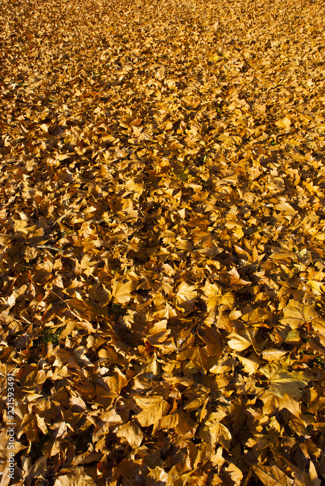 autumn maple leaf litter texture background autumn maple leaf litter texture background