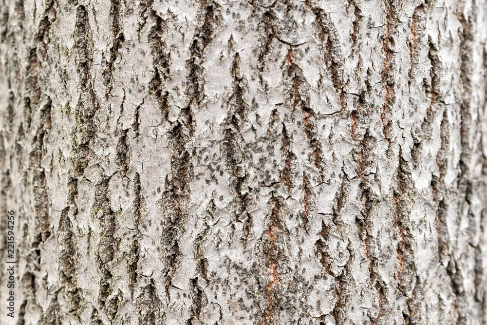 Woody bark