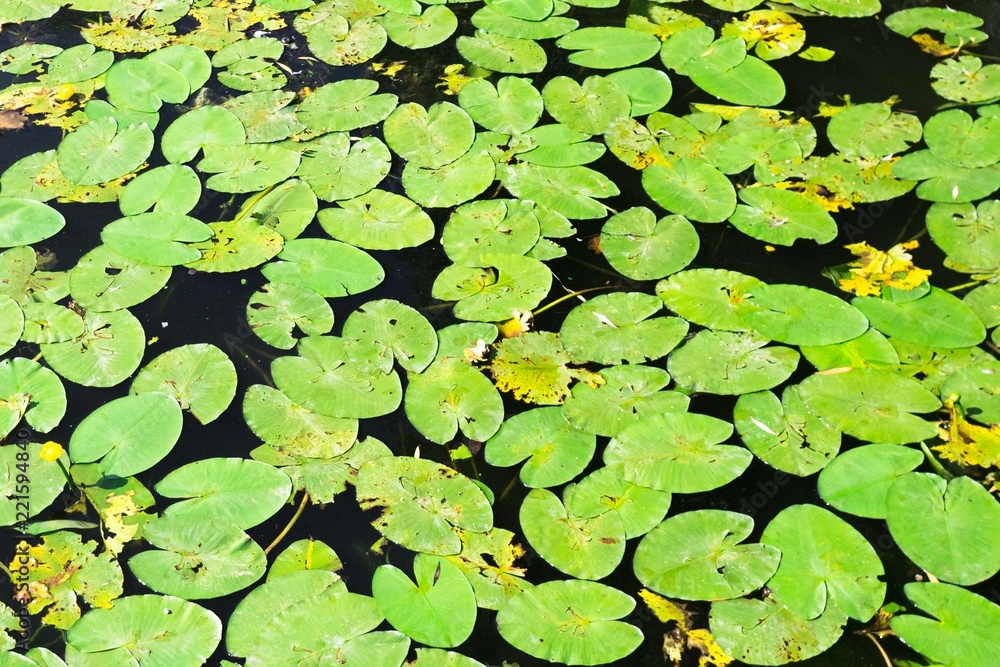 Water lilies on the lake. Lake plants. Vegetative background. Leaves on the water. Lilies on the pond. Water lilies on the lake. Lake plants. Vegetative background. Leaves on the water. Lilies on the pond.