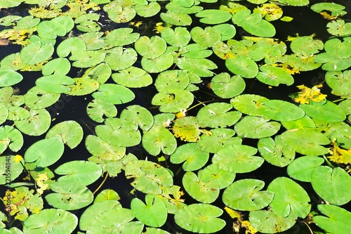 Water lilies on the lake. Lake plants. Vegetative background. Leaves on the water. Lilies on the pond.