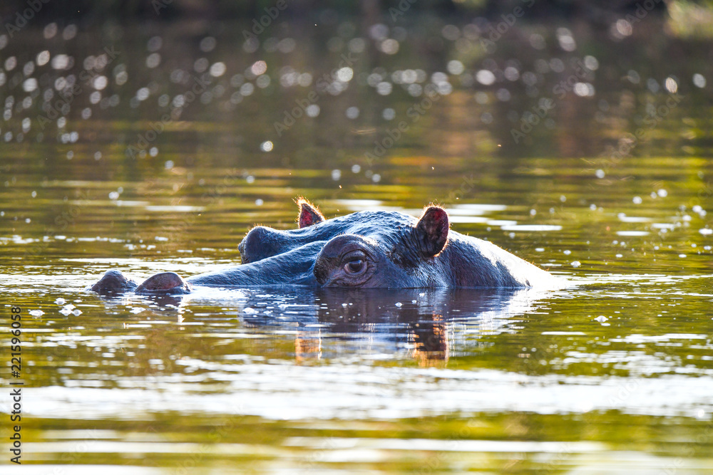 Fototapeta premium Nilpferd im Chobe River