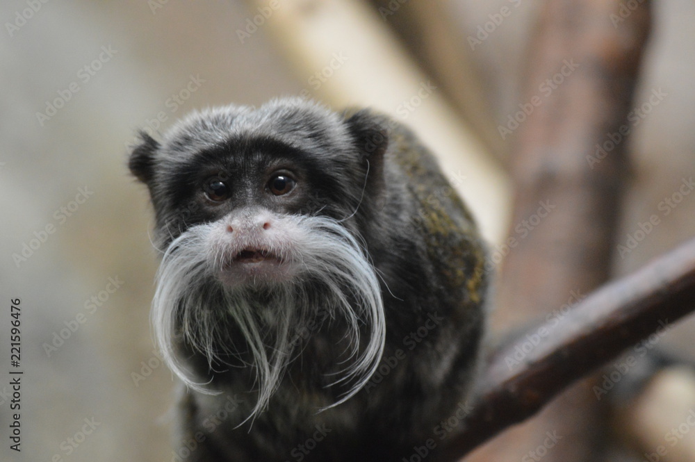 Obraz premium Emperor tamarin on a branch