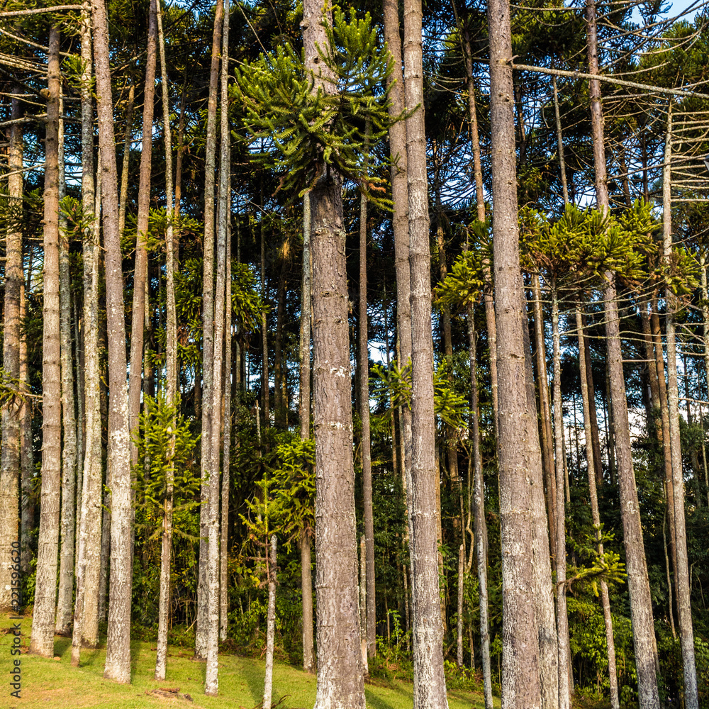 Fototapeta premium tree