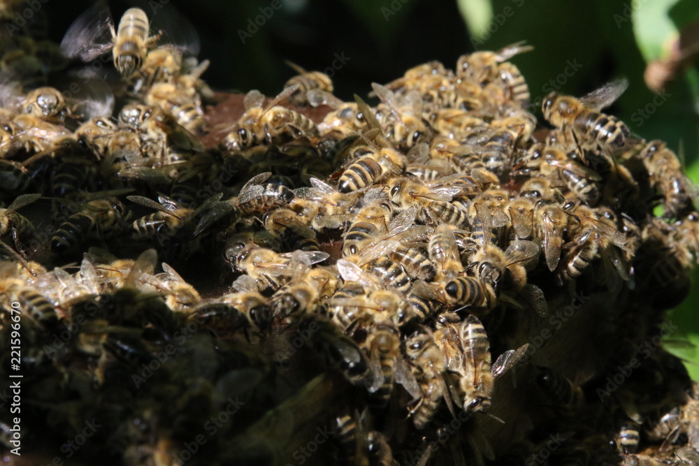 Honey Bees near the Bee Hive Honey Bees near the Bee Hive