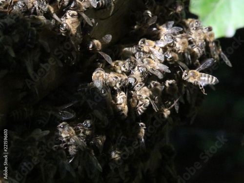 Wallpaper Mural Honey Bees near the Bee Hive Torontodigital.ca
