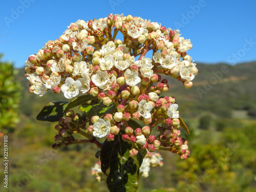 Wildflower: Laurustinus Viburnum (Viburnum tinus) photo