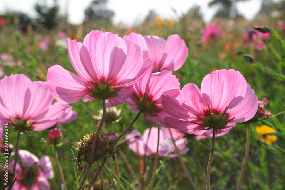 Pink cosmos flowers in the light of the setting sun, in the background, a flower meadow