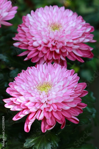 crysanthemum flower in pink macro