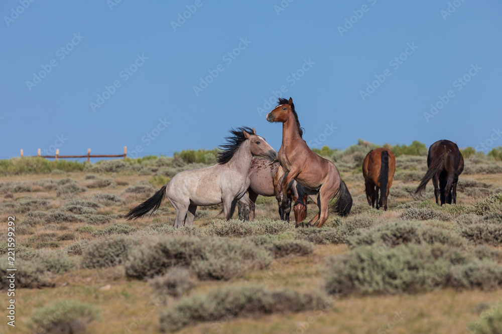 Wild Horse Stallions Fighting Wild Horse Stallions Fighting
