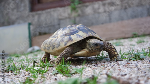 Cute domestic pet turtle in the open air