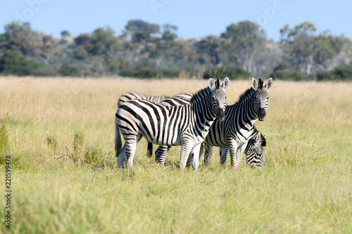 Zebras in Botswana