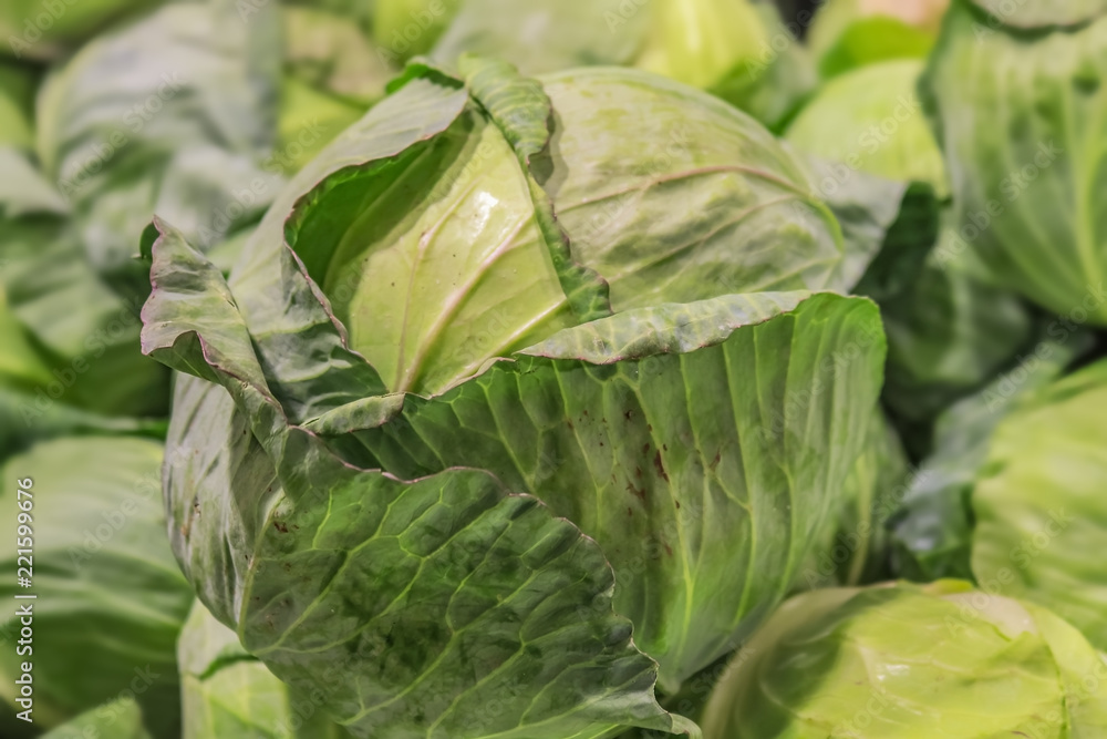 Naklejka premium A head of crunchy green cabbage with outside leaves on top of a pile of green cabbages - selective focus