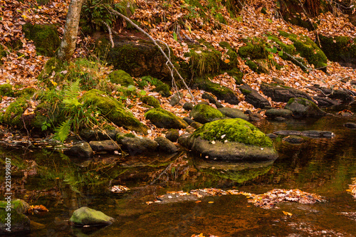 Green moss and brown leaves autumn river