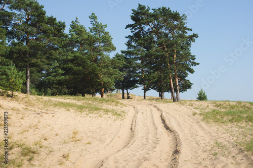 Landscape with pine forest and sandy road. Rural view of the central part of Russia