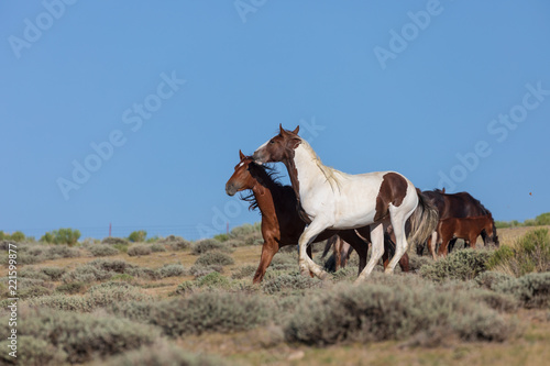 Wild Horse Stallions Fighting