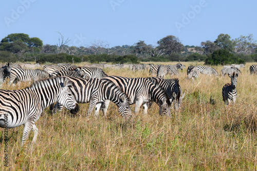 Zebras in Botswana