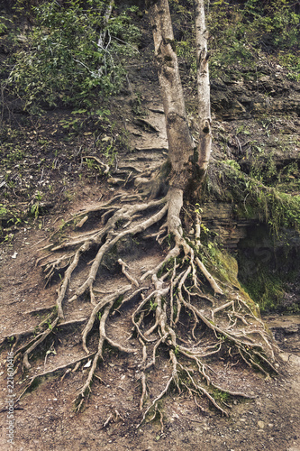 Naked tree roots due to soil erosion