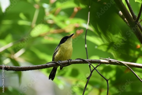bird on a branch