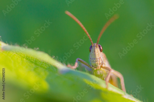 funny grasshopper close up looking at the camera