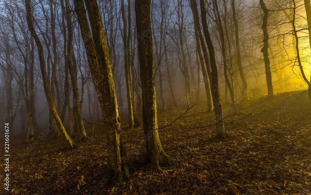 Night spring forest. A thick night mist, light from a lantern and the moon. Full moon. Mysteriousness.