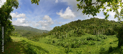 Panoramic view of the rain forest in Puerto Rico