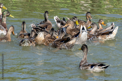 Feeding bread and duck feed pellets to a flock of wild mallards on a park lake photo