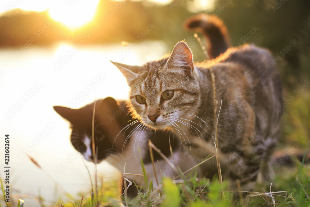 Obraz premium para kotów spacerujących po letniej łące na tle jasnego zachodu słońca