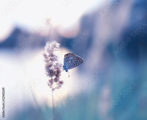 little butterfly pigeon sitting on a branch feather grass on a summer meadow ...