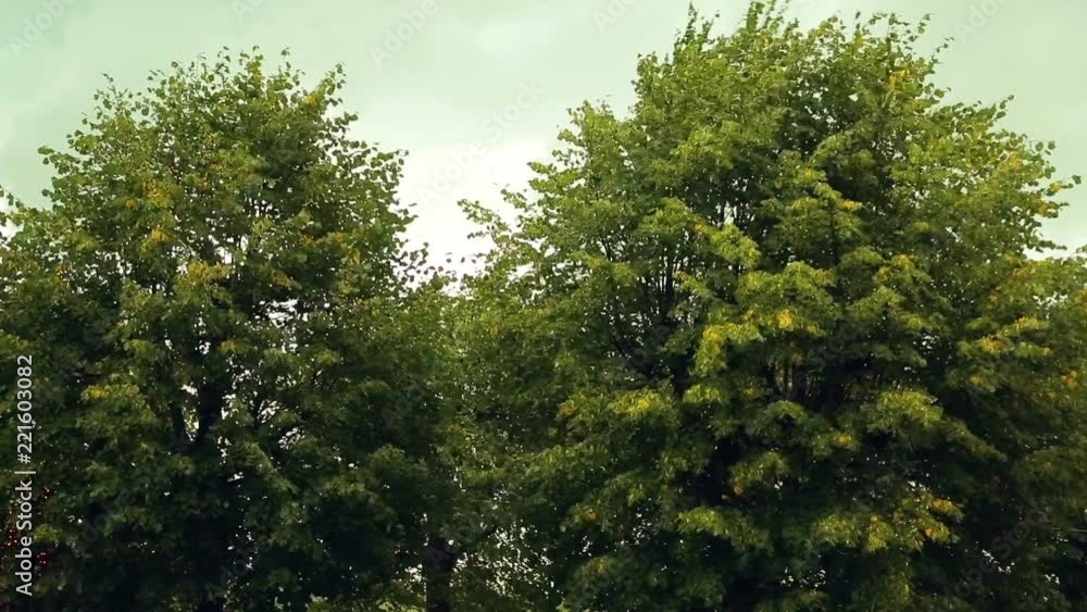 The crowns of the trees are coming from a strong wind. The crowns of the trees are coming from a strong wind.