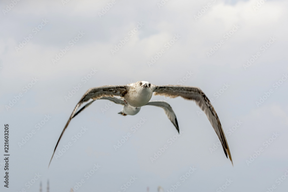 Fototapeta premium Single seagull flying in a sky as a background