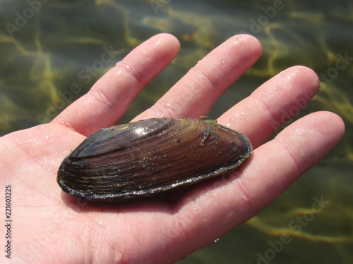 A freshwater mussel held in a man's hand at a lake 