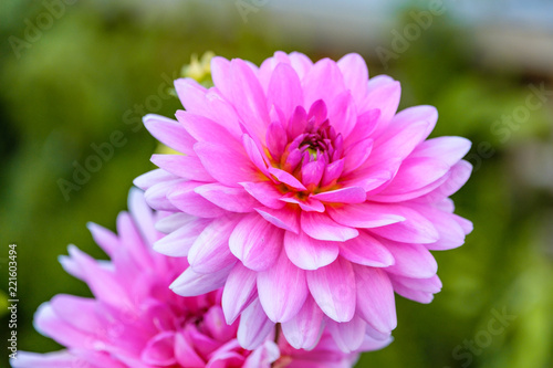 two beautiful pink daisy flowers with green background
