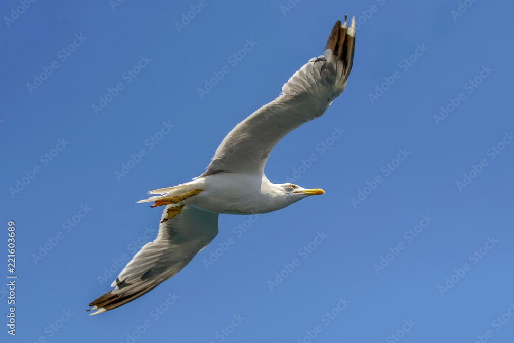 Obraz premium Single seagull flying in a sky as a background