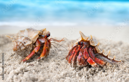 Colorful hermit crab on the beach.