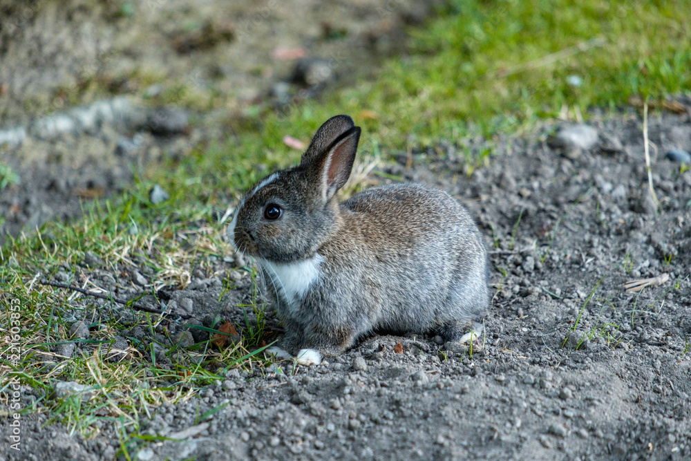 Fototapeta premium portrait of cute grey bunny with white neck sitting on grass