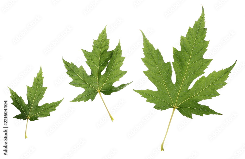 set green plane tree, sycamore leaf isolated on white background set green plane tree, sycamore leaf isolated on white background
