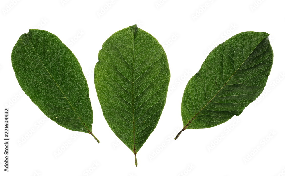 set leaves green magnolia isolated on white, clipping path set leaves green magnolia isolated on white, clipping path