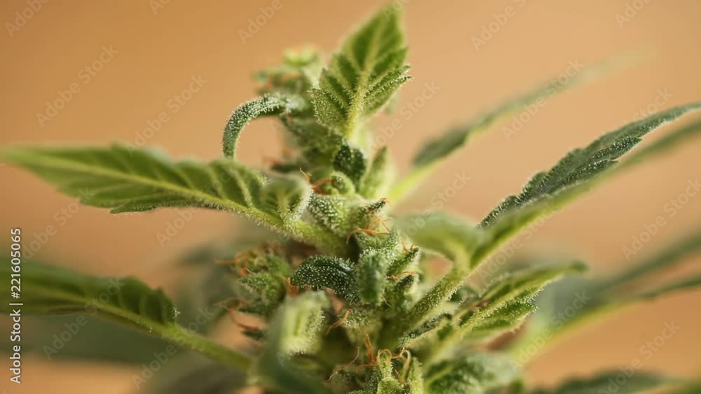 leaves and cones of fresh growing marijuana close up leaves and cones of fresh growing marijuana close up