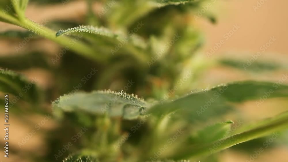 leaves and cones of fresh growing marijuana close up leaves and cones of fresh growing marijuana close up