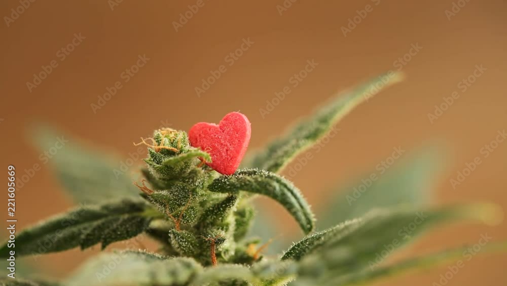 medicine cannabis plant red heart medicine cannabis plant red heart